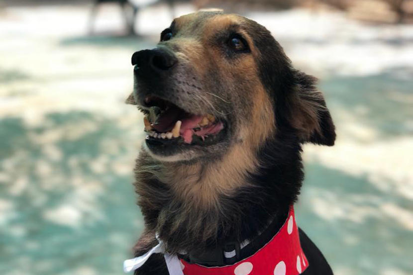 How to foster or adopt a dog or cat in Bahrain while working from home