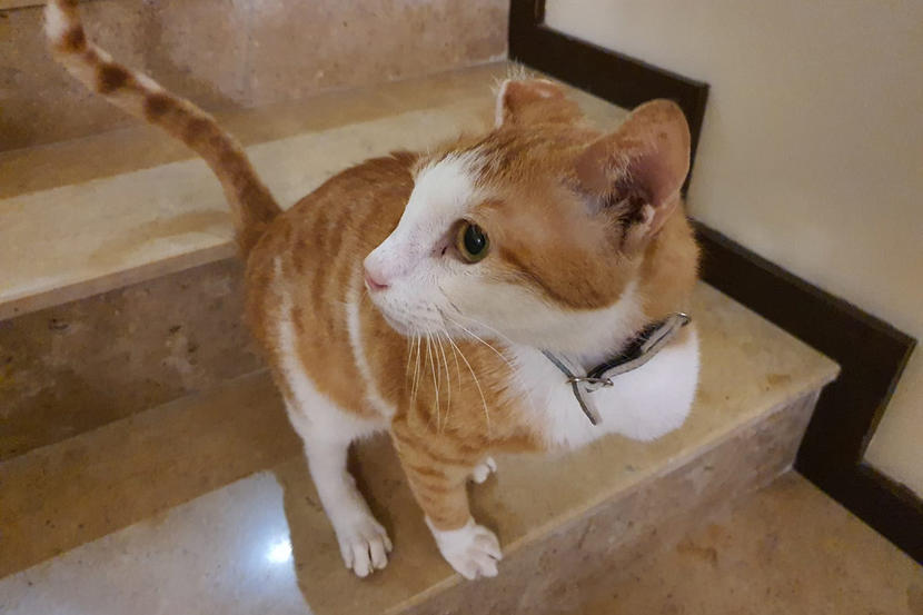 How To Foster Or Adopt A Dog Or Cat In Bahrain While Working From Home Things To Do Time In 2020 Time Out Bahrain